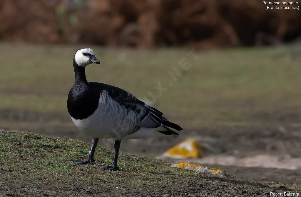 Barnacle Goose