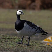 Barnacle Goose