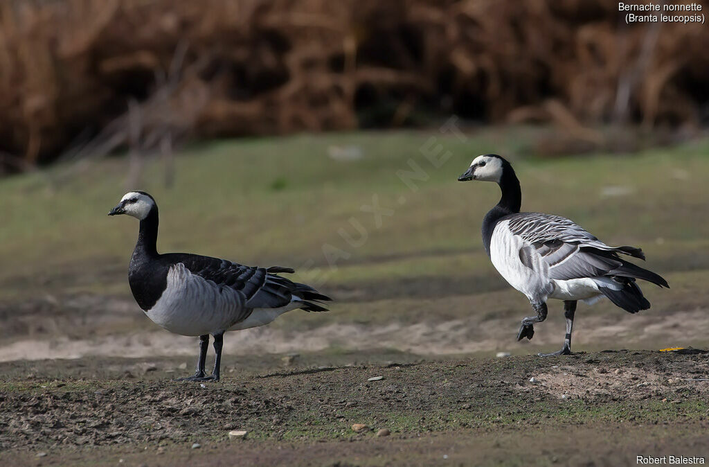 Barnacle Goose