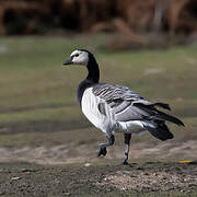 Barnacle Goose