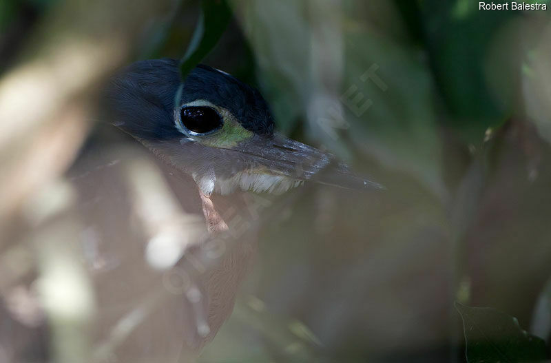 White-backed Night Heron