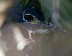 White-backed Night Heron