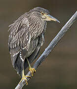 Black-crowned Night Heron