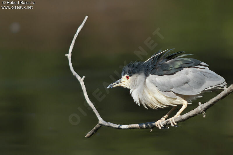 Black-crowned Night Heron