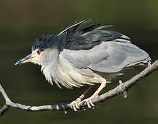 Black-crowned Night Heron