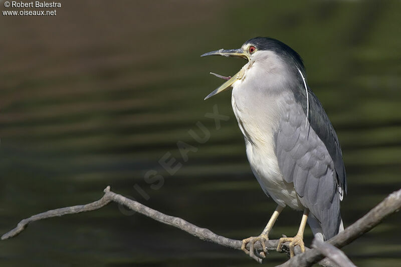 Black-crowned Night Heron