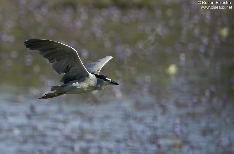 Black-crowned Night Heronadult