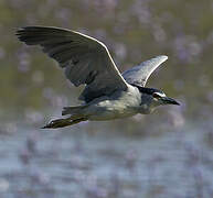 Black-crowned Night Heron