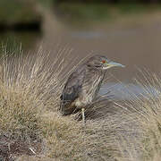 Black-crowned Night Heron