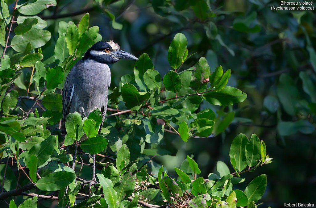 Yellow-crowned Night Heron