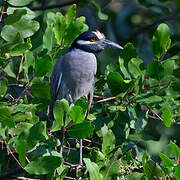 Yellow-crowned Night Heron