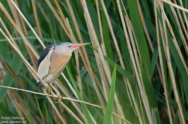 Little Bittern male adult, habitat