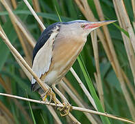 Little Bittern