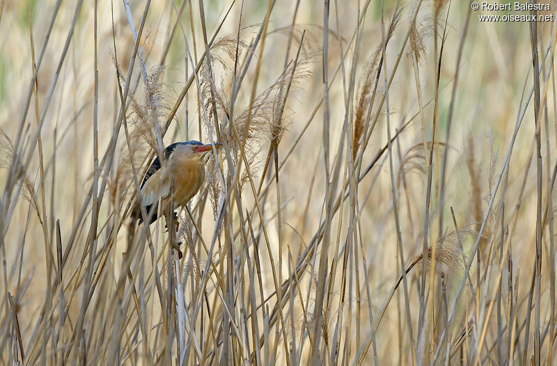 Little Bittern male adult