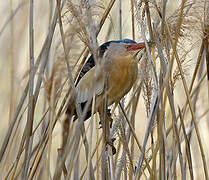 Little Bittern