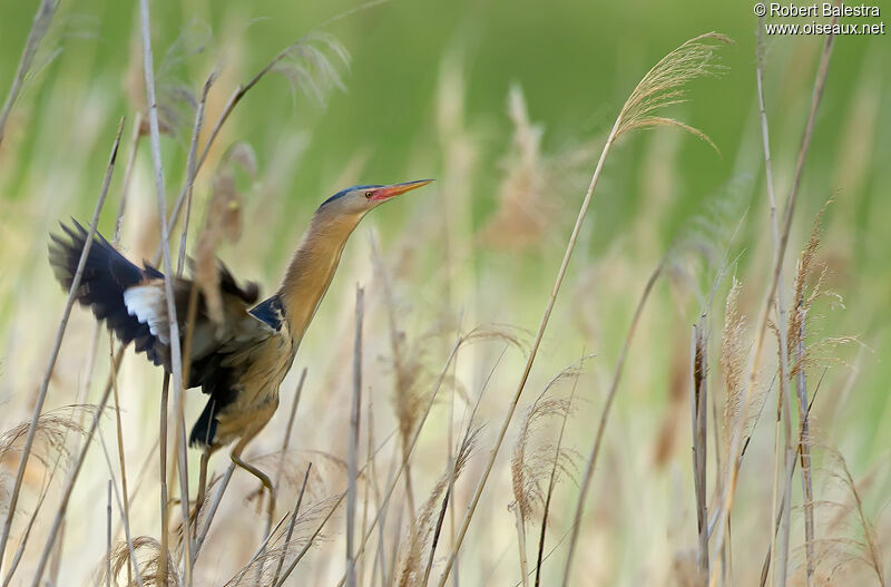 Little Bittern