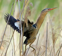 Little Bittern