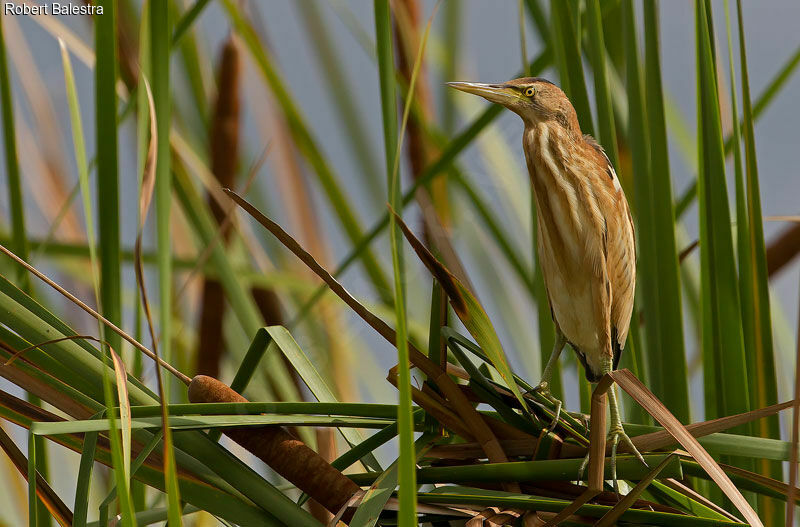 Little Bittern