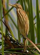 Little Bittern