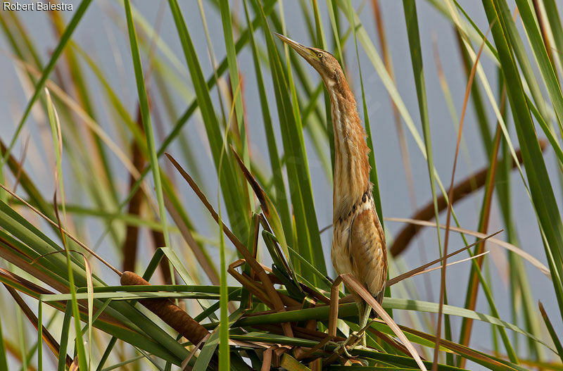 Little Bittern