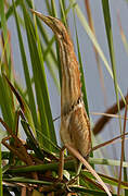 Little Bittern