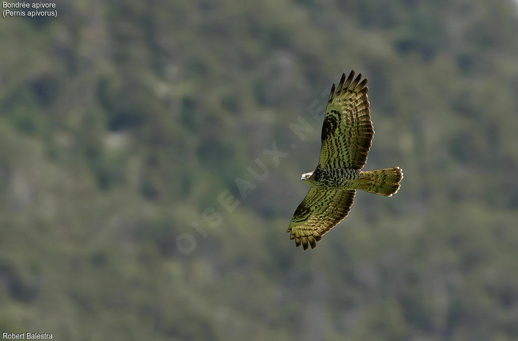 European Honey Buzzard