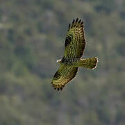 European Honey Buzzard