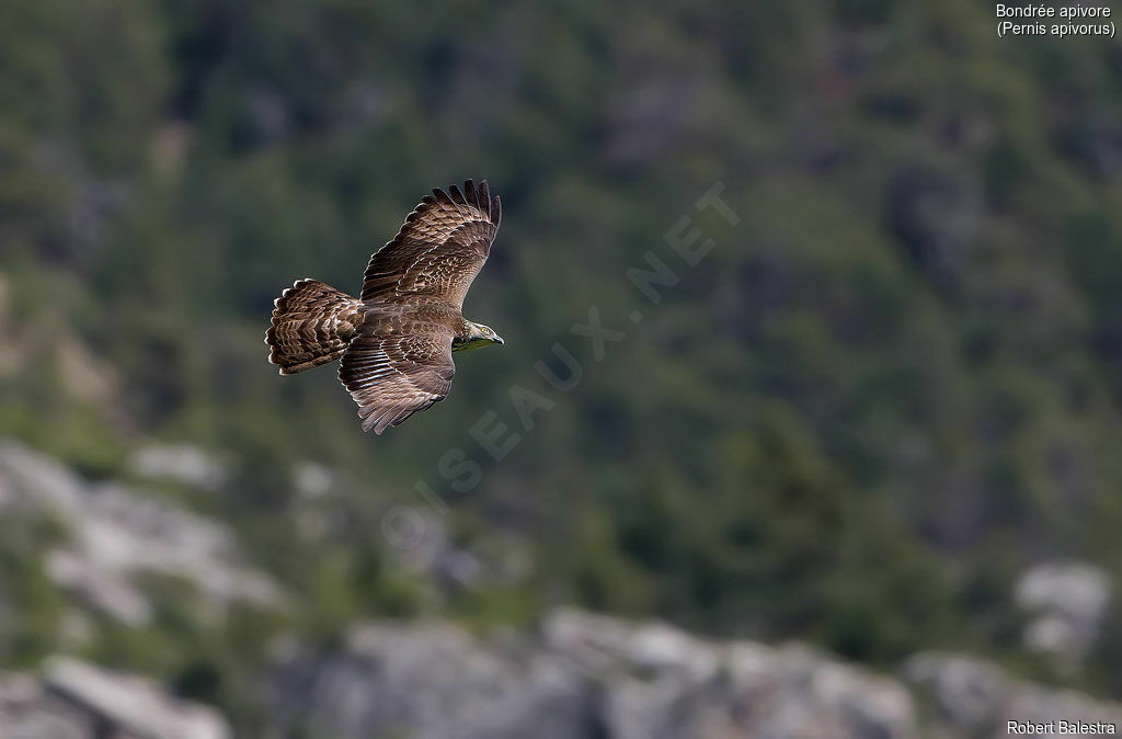 European Honey Buzzard