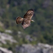 European Honey Buzzard