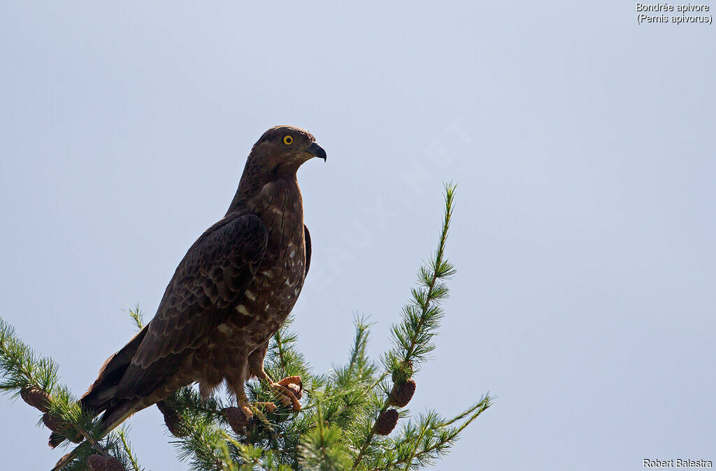 European Honey Buzzard