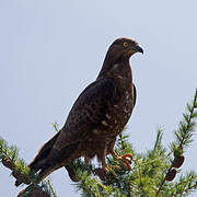 European Honey Buzzard