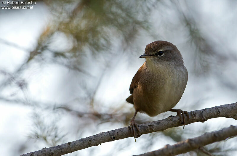 Bouscarle de Cetti