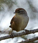 Bouscarle de Cetti