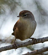 Cetti's Warbler