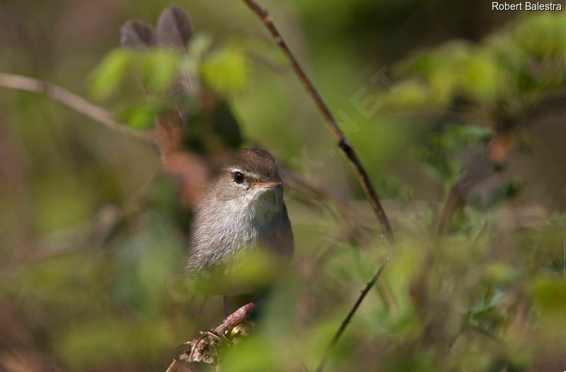 Cetti's Warbler