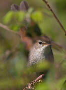 Cetti's Warbler