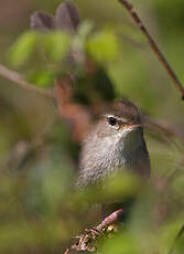 Bouscarle de Cetti