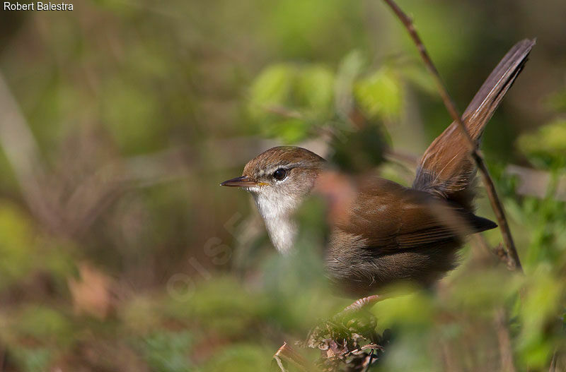 Bouscarle de Cetti