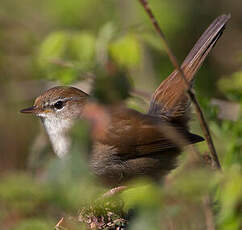 Bouscarle de Cetti