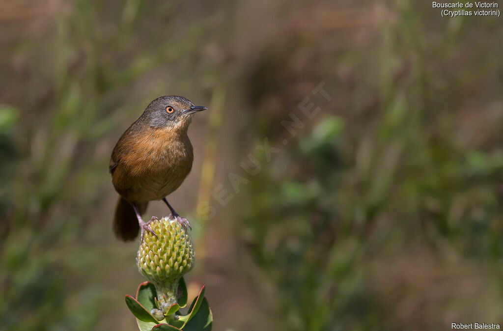 Victorin's Warbler