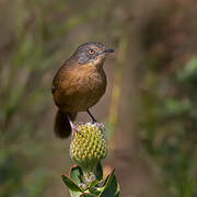 Victorin's Warbler