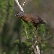 Victorin's Warbler