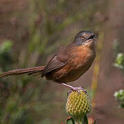 Victorin's Warbler