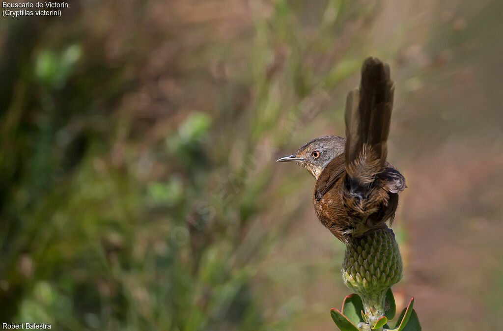 Victorin's Warbler