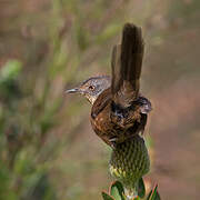 Victorin's Warbler