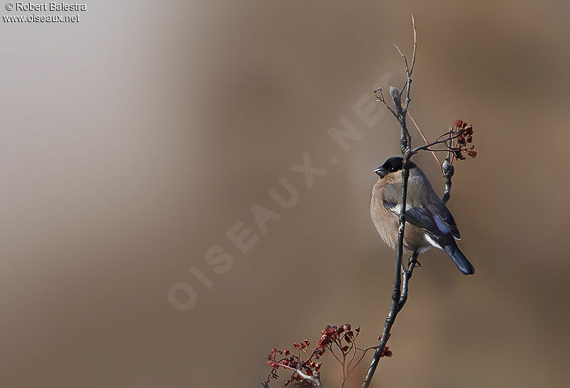 Eurasian Bullfinch female adult