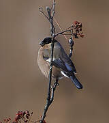 Eurasian Bullfinch