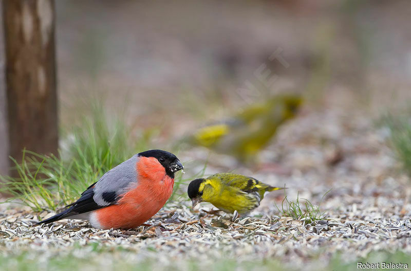 Eurasian Bullfinch male