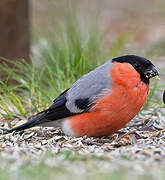 Eurasian Bullfinch