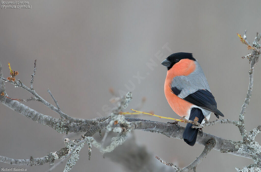 Eurasian Bullfinch male